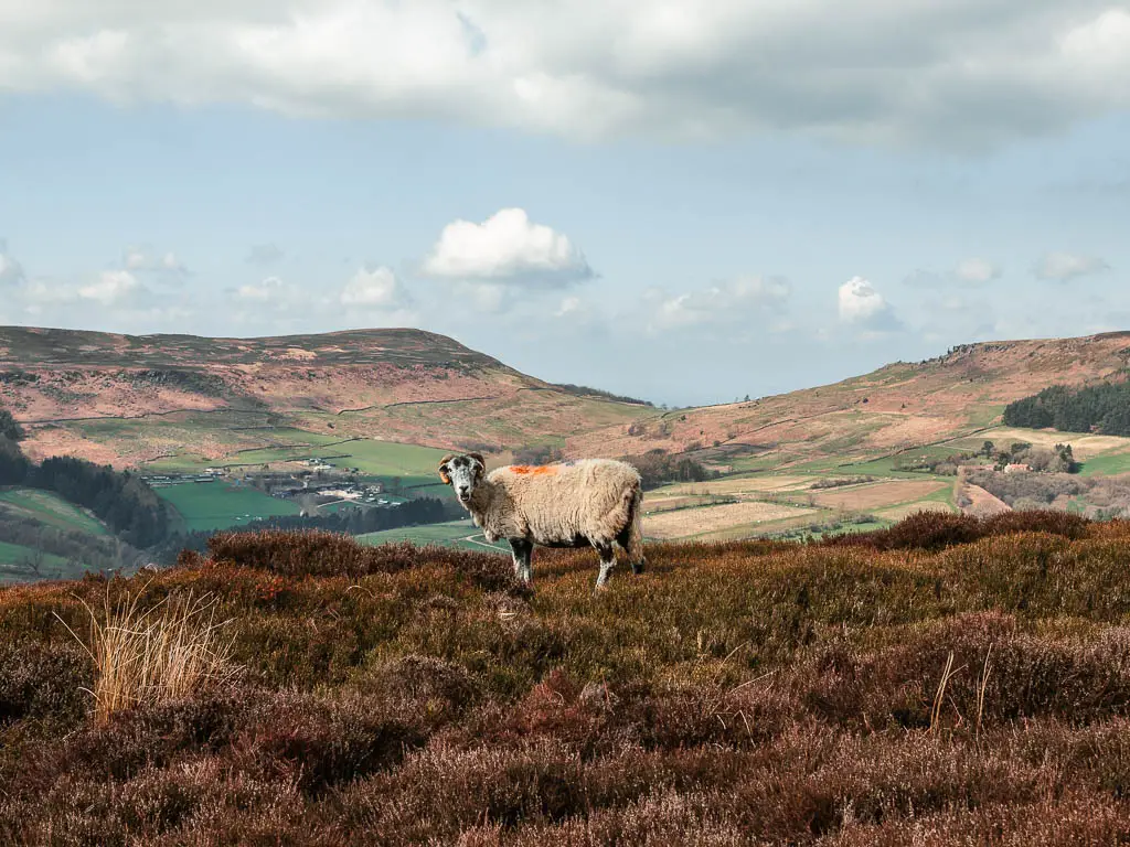 A sheep standing in the heather, looking at the camera, with a vast view to the really and hills beyond, on the walk back from the Wainstones.
