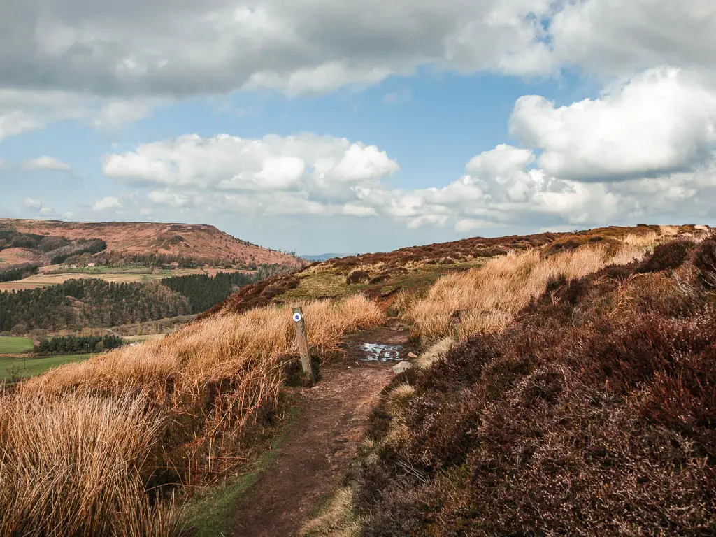 A dirt trail with a trail signpost, and surround by heather and tall grass, on the circular walk back from the Wainstones.