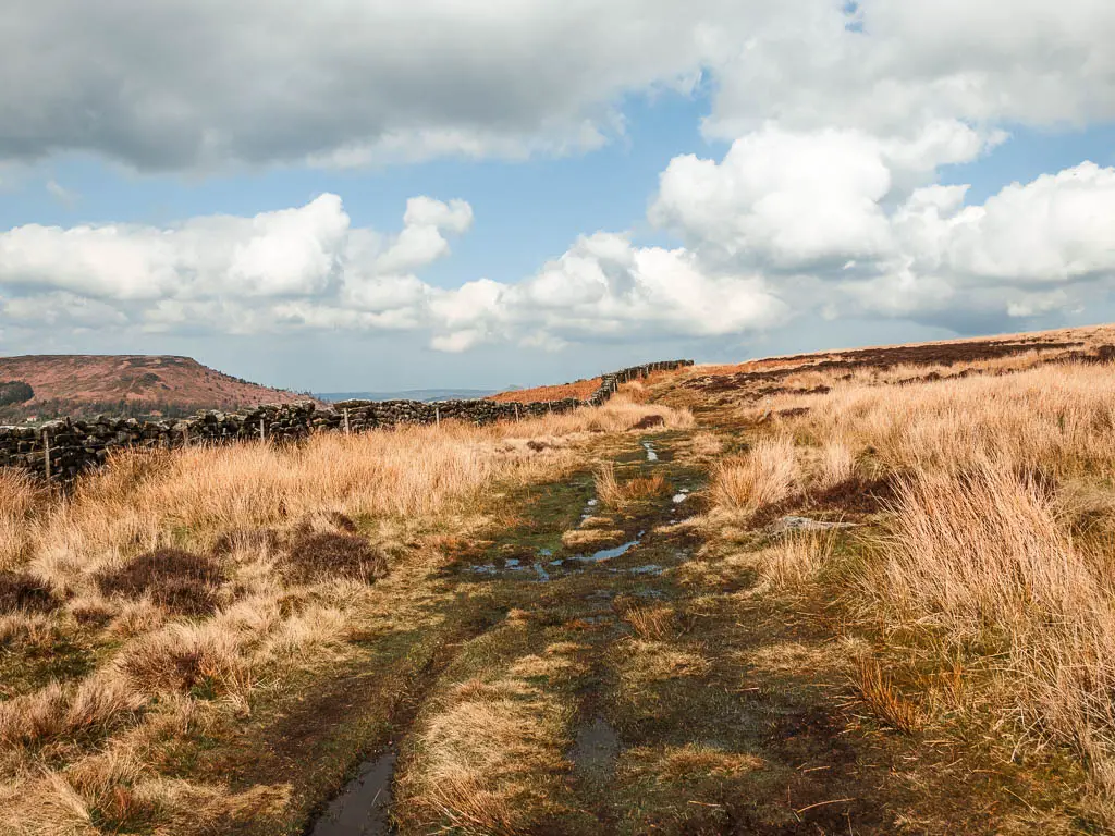 A very buggy strip of trail, surround by tall hay grass, and a stone wall to the left.