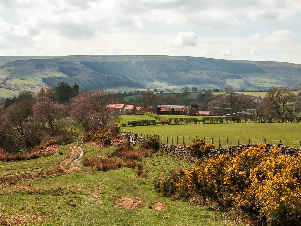 Looking down the green grass hill, with yellow gorse to the right and a stone wall running down the hill, on the walk back from the Wainstones. There is a group of houses at the bottom on the hill, and hills rising up on the other side. 