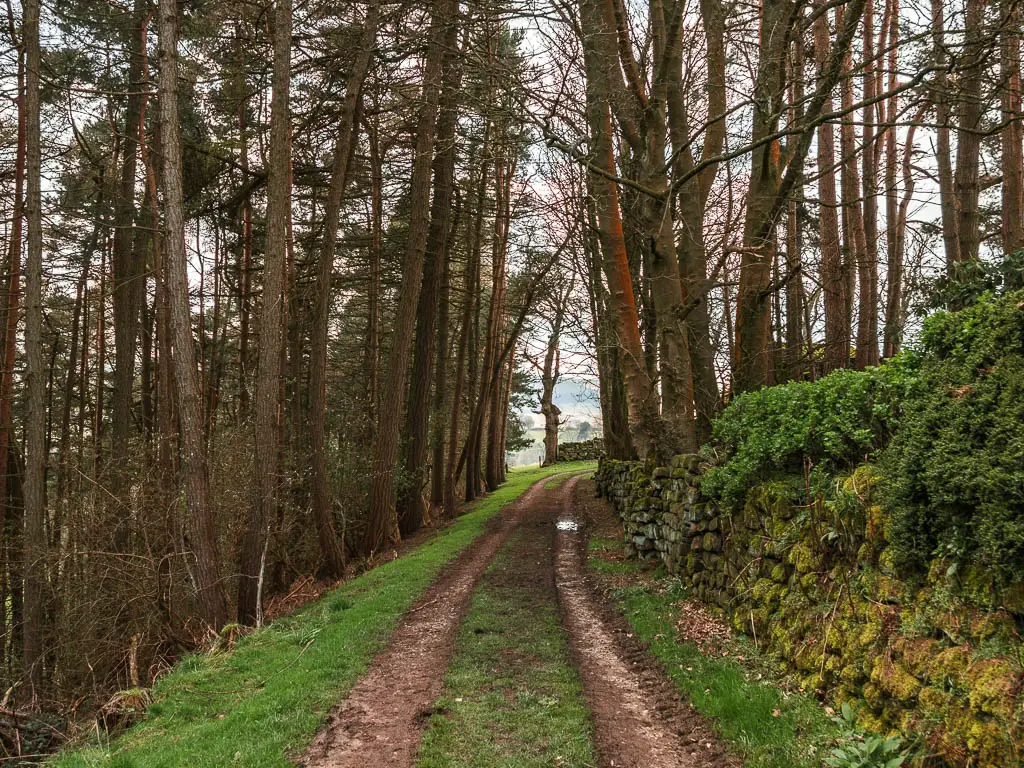 A dirt track type trial lined with strips of grass, leading through a mass of woodland trees. There is a moss covered stone wall to the right of the track.