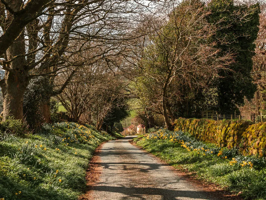 A road lined with gras backs with some yellow flowers. There is a moss covered stone wall to the right. The road is lined with big trees. The sun is shining down onto the road.