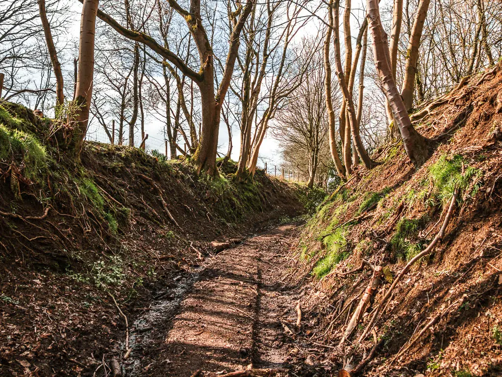 A muddy dirt trail through the trees, leading up through a ditch with dirt banks and tree roots up the banks.