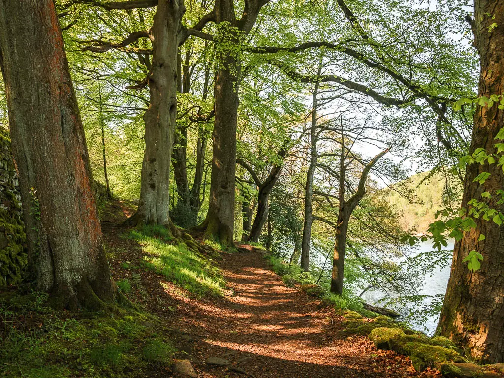 A dirt trail lined with big trunked trees on the left and the Agden reservoir to the right, part way through the walk.