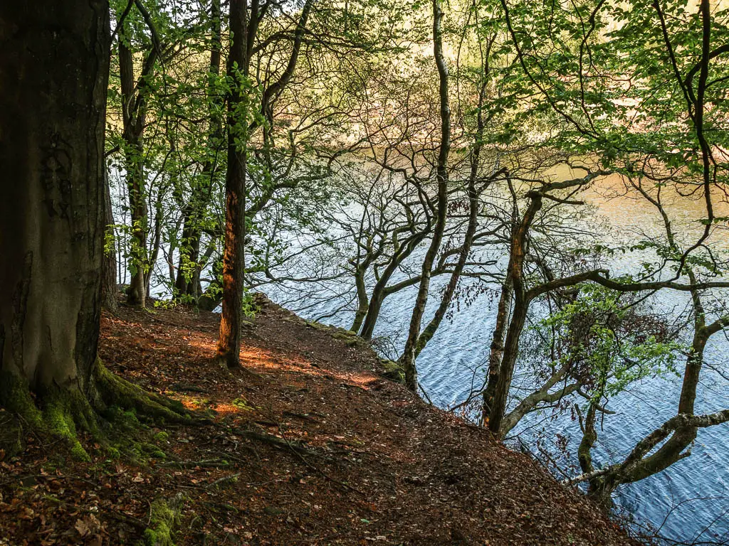 Looking down the dirt hill, with trigly trees lining the bottom to the right, with the reservoir below.