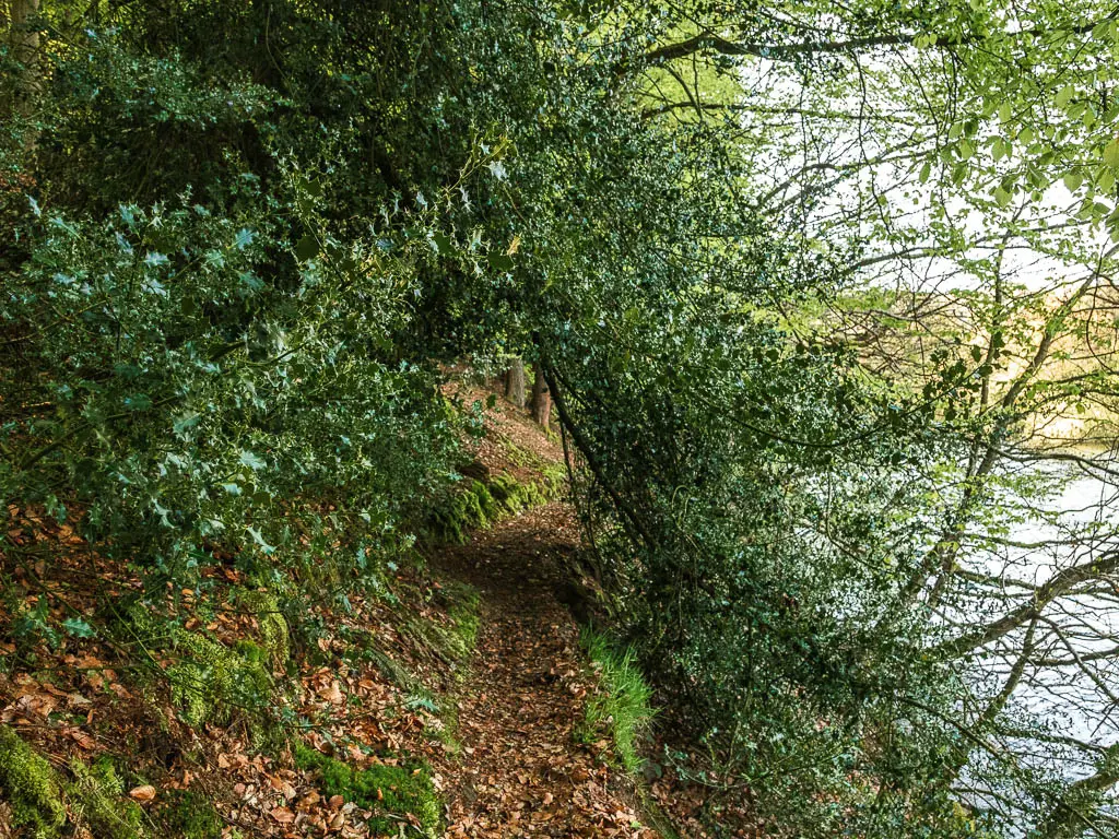 A dirt trail covered in fallen brown leaves, leading through a hole in the bush.