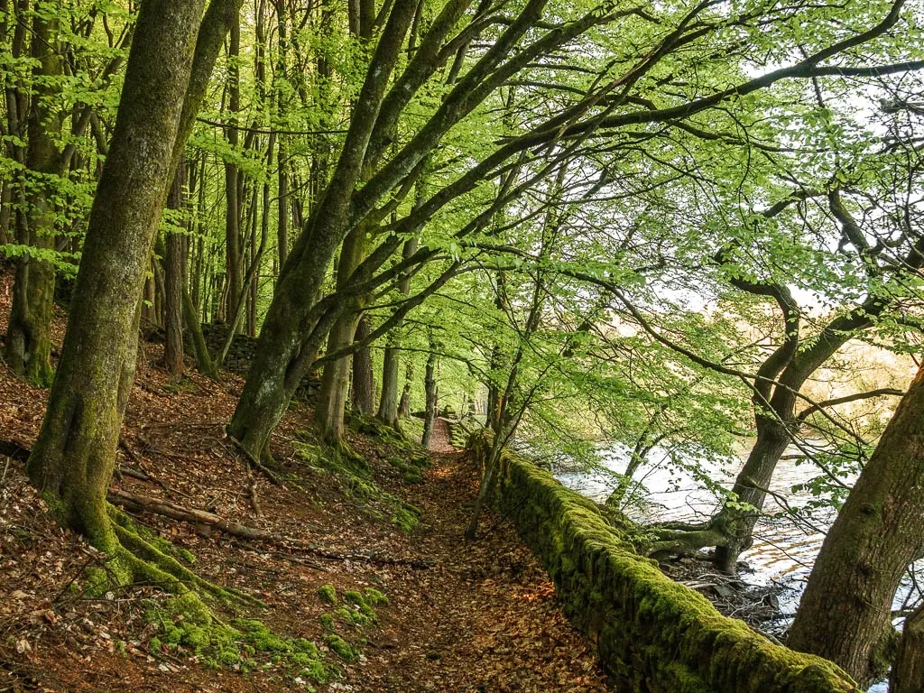 Trees leaning over the trail, with bright green leaves, on the walk around the Agden Reservoir. The trees are on the left, and there is a moss covered stone wall on the right.