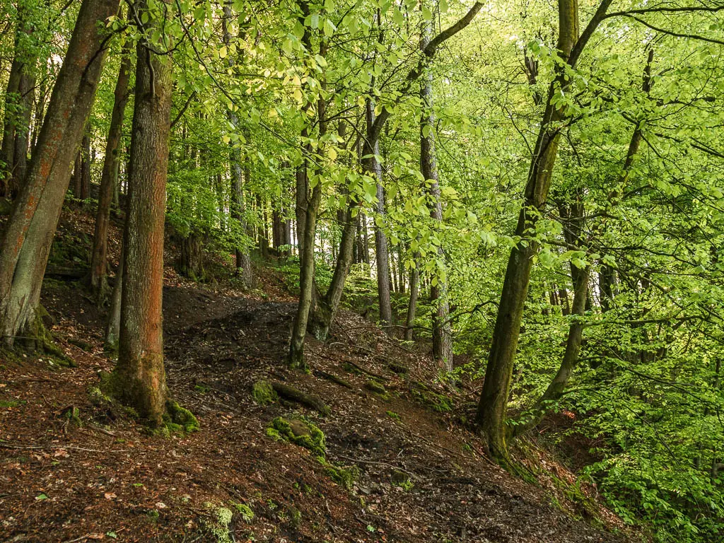 A woodland hillside, with bright green leaves on the trees, on the walk around the Agden Reservoir.