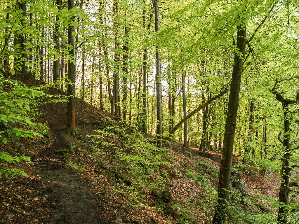 A dirt woodland hill filled with trees with bright green leaves, when walking around the Agden Reservoir.
