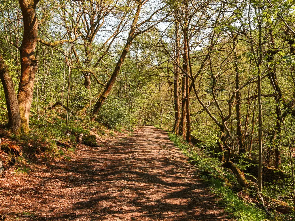 A wide dirt path lined with thin trunked, straggly trees.