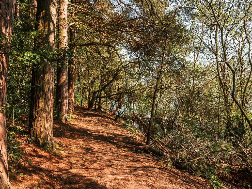 A dirt trail with tress roots. The big trees are lining the left side of the right, and bushes line the right.