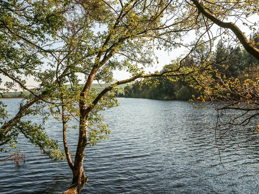 Looking past the straggly tree branches to the rippling water of the Agden Reservoir, on the walk along the other side.