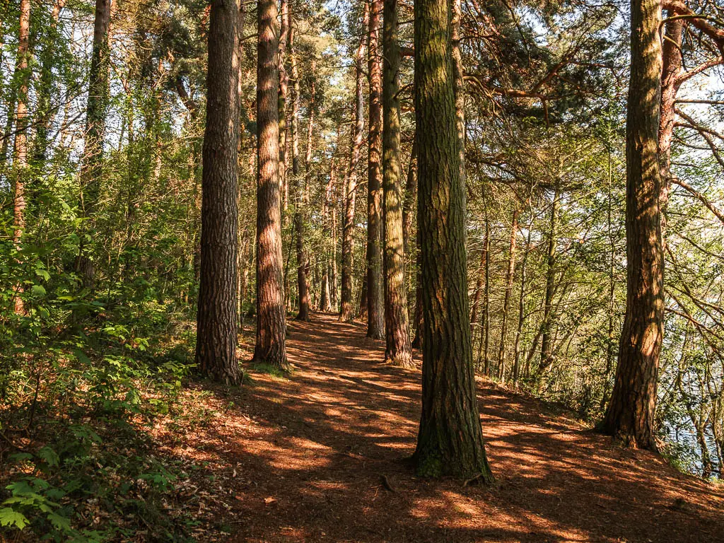 A wide dirt path filled with tall trunked trees, when walking around the Agden Reservoir.