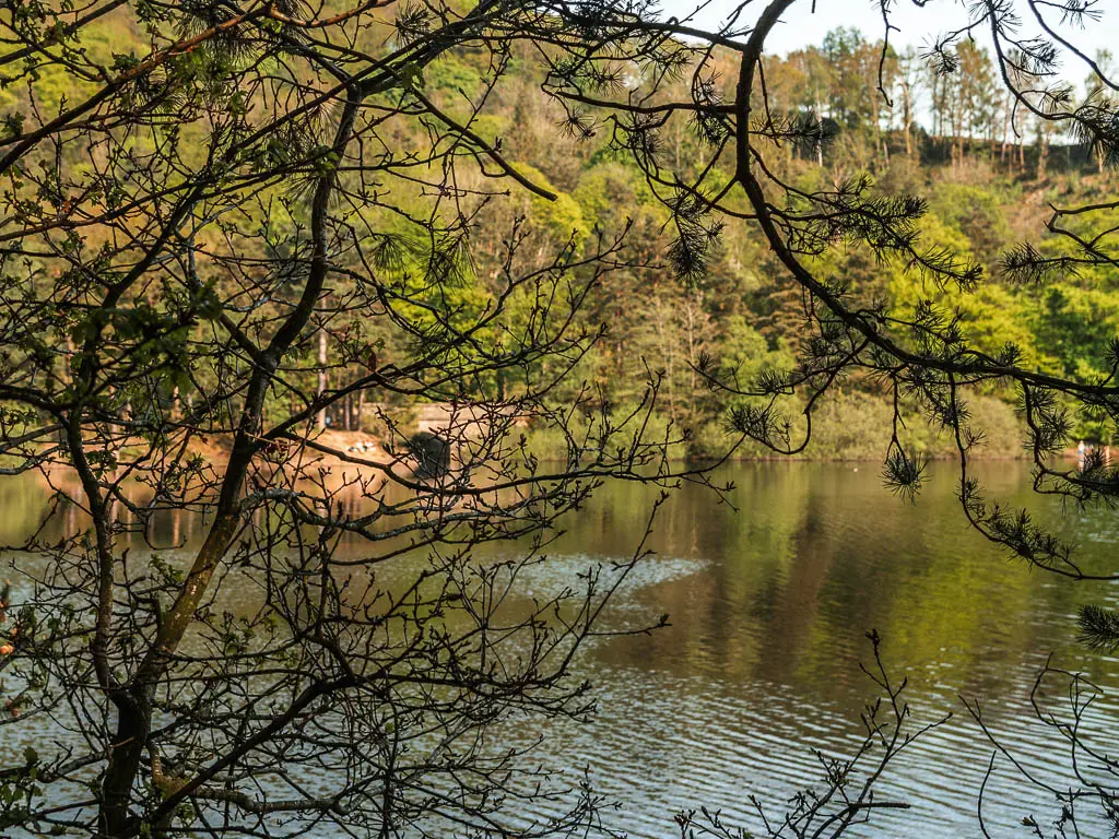 Looking through the tree branches to the reservoir water, with masses of green woodland trees on the other side.