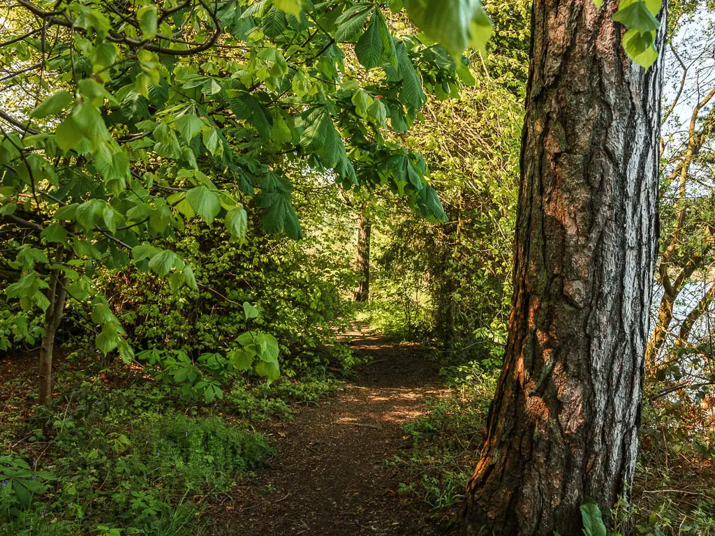 A dirt trail surround by green leafy bushes, and a big tree trunk on the right.