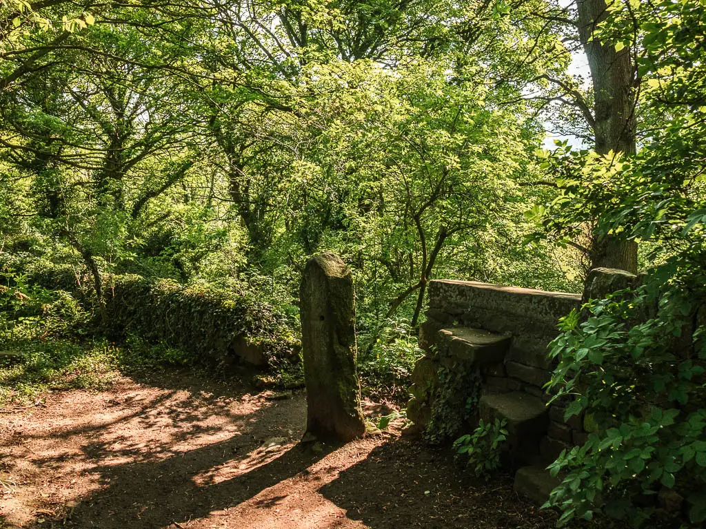 A stone wall with a gap in the woodland.