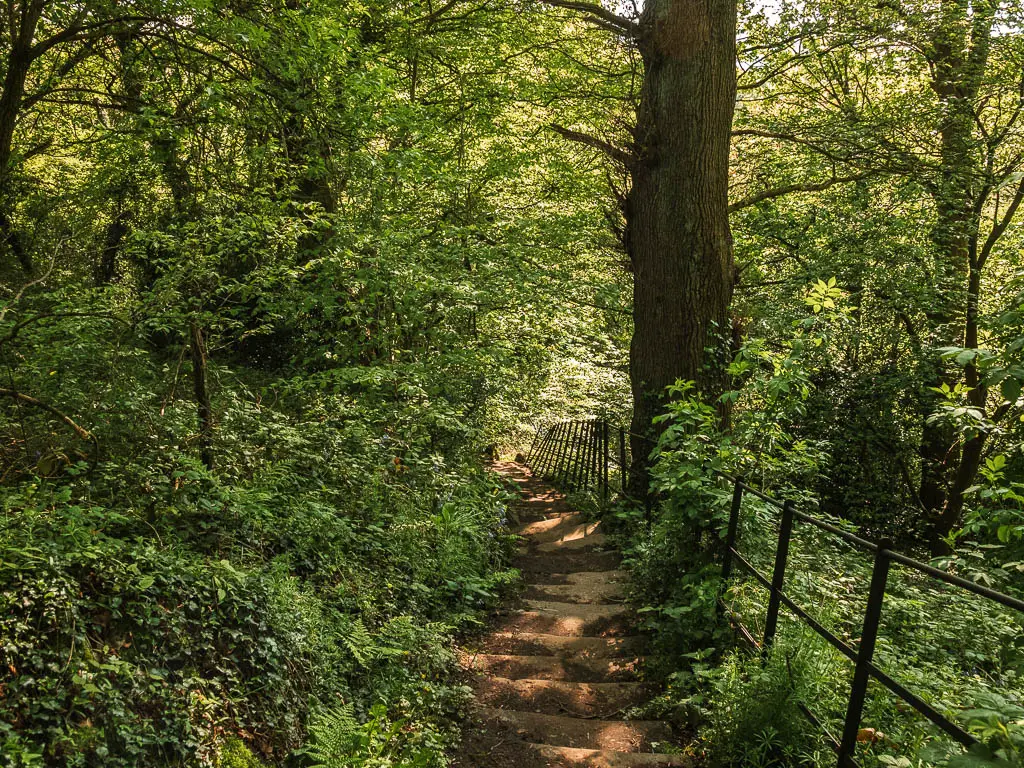 Steps leading downhill, surround by green leafed bushes.