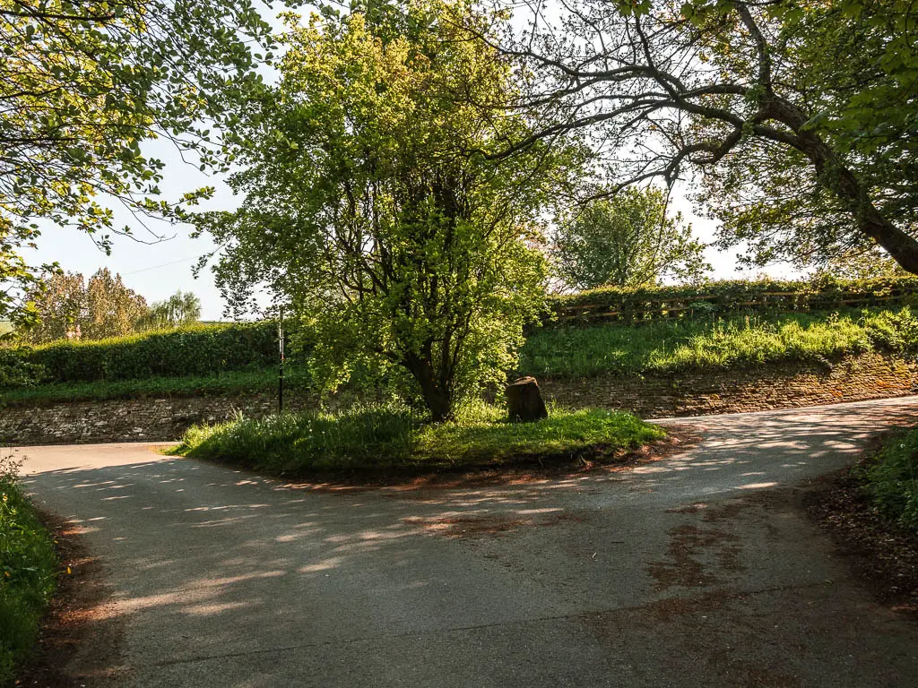 A split in the road with a green grassed island and tree in the middle of the split.