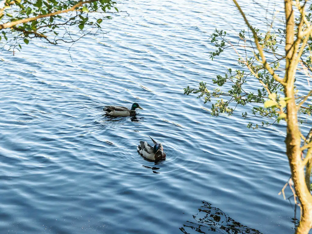 Two ducks swimming on top of the rippling water of the Agden Reservoir, on the circular walk around it.