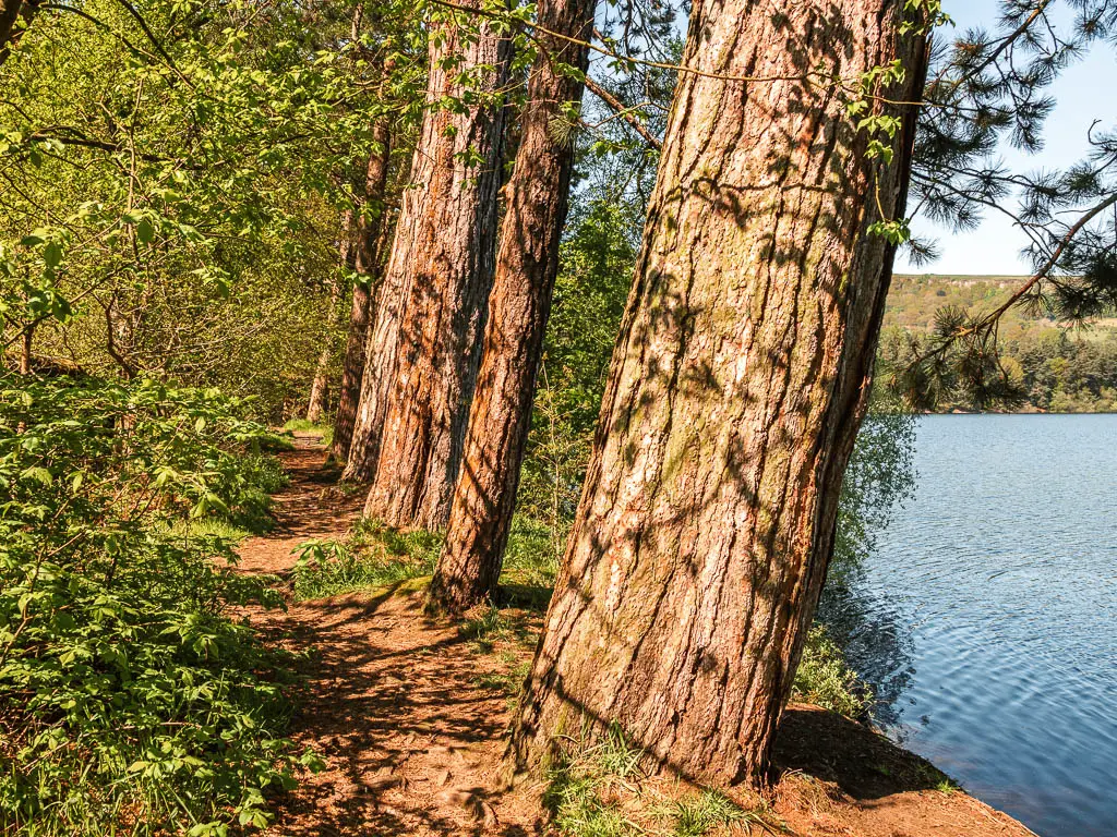 Big tree trunks leaning to the right, over the blue water of the Agden Reservoir, when walking on the dirt trail to the left.