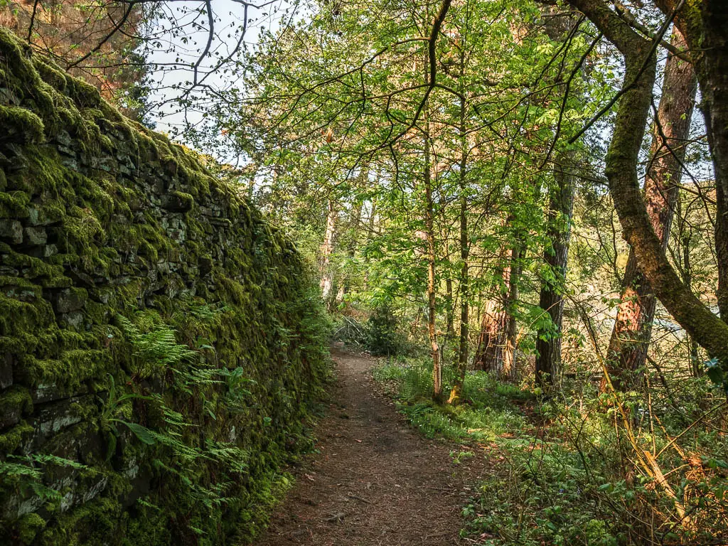 A dirt trail, with woodland trees to the right and a moss covered stone wall to the left.