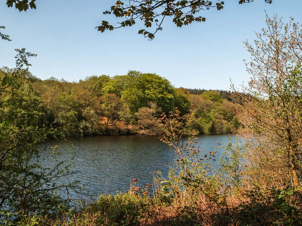 Looking over the the bushes to Dale Dike Reservoir, with bushy trees on the other side, part way through the walk.