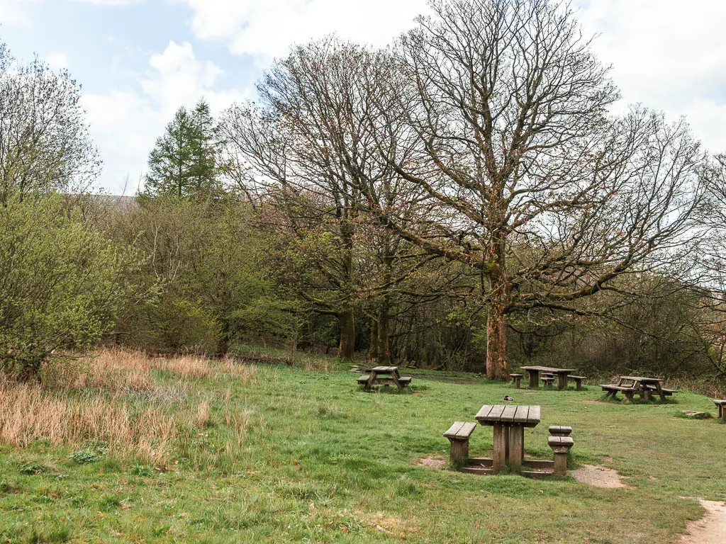 A grass area with wooden picnic benches, surround by trees.