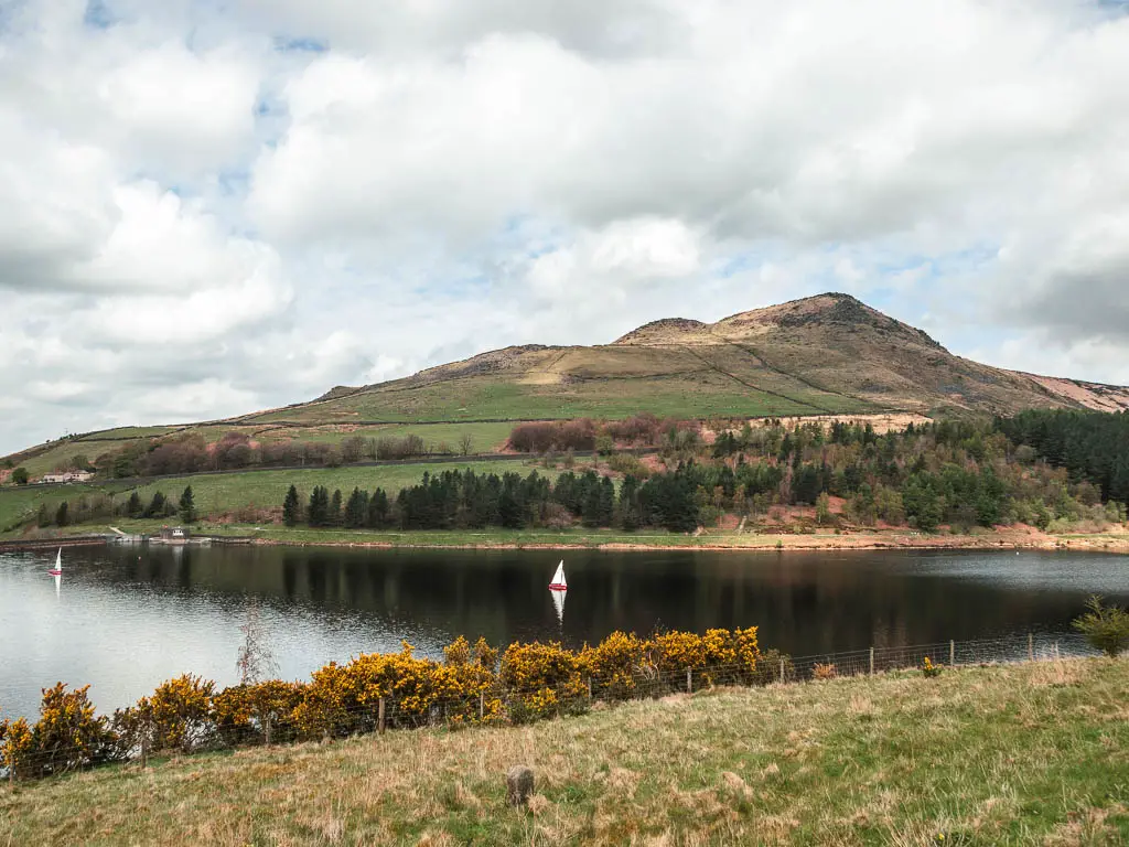 Looking across the grass to dovestone reservoir, near the end of the walk around it. There is a sailboat on the water, a big hill in the background on the other side, and some yellow gorse lining the reservoir.