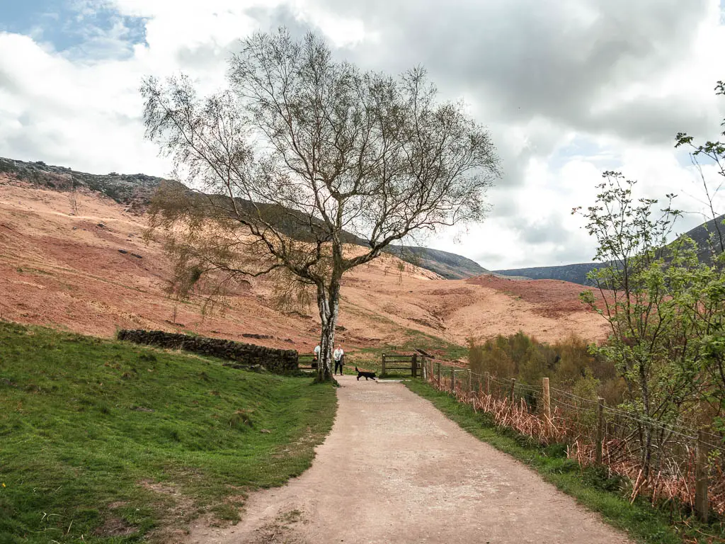 A wide path leading towards a tree. There its a small grass hill to the left and a wire fence to the right, with some bushes on the other side of the fence.