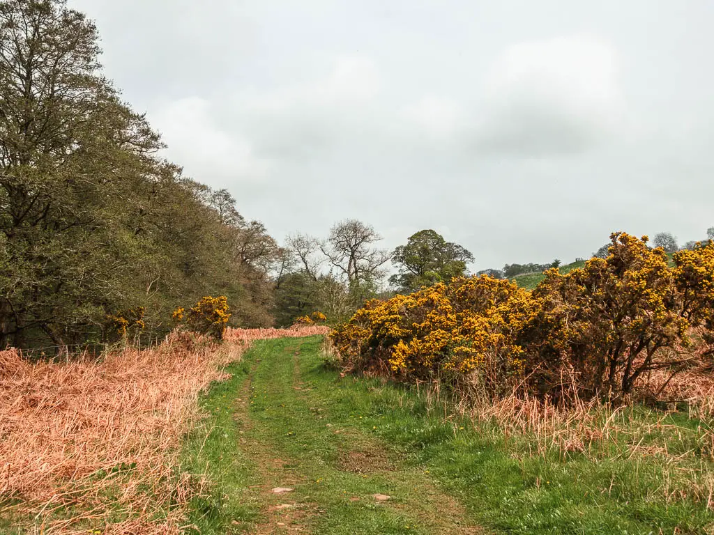 A grass trail with yellow gorse bushes to the right and orange hay grass to the left.