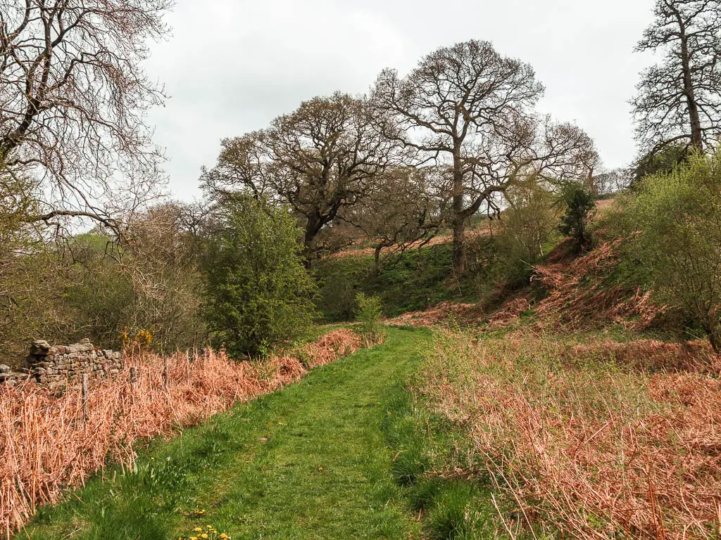 A grass trail leading ahead, lined with orange hay grass, and some trees ahead. 