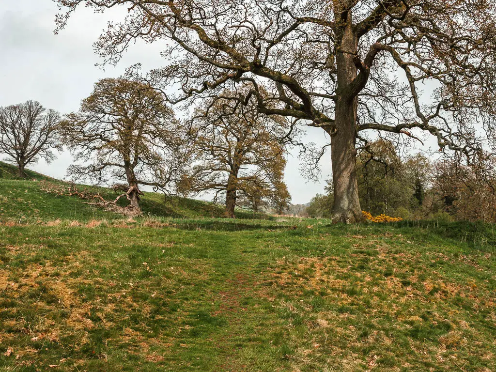 A grass trail through a field with a few big trees ahead.