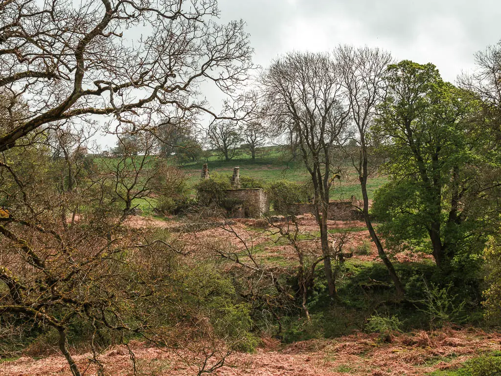 Looking through a gap in the straggly trees to the ruins of a stone building, partway through the Druid's Temple circular walk.