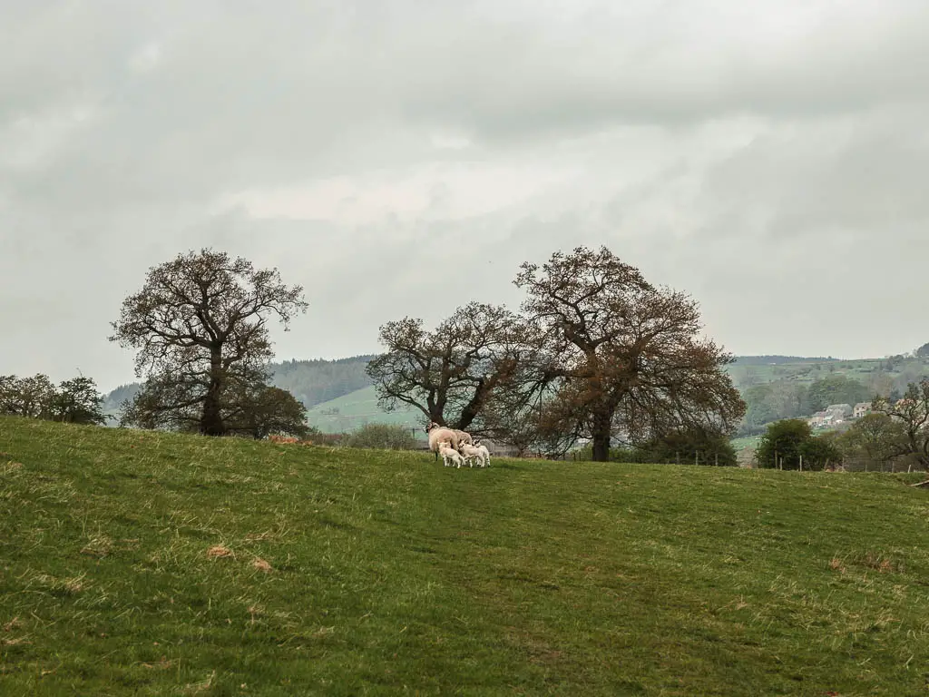 A large grass field with a few sheep and lambs ahead, and some trees on the other side.