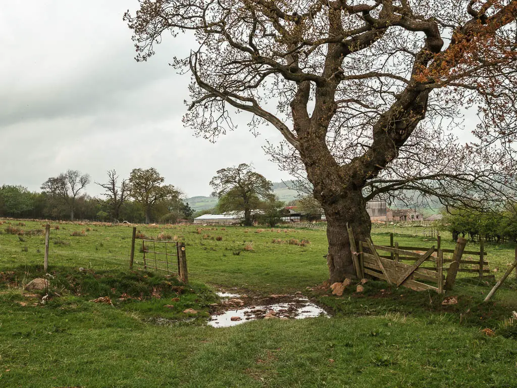 A puddle in the opening of a fence, with a big tree on the right, partway through the walk to Druid's Temple.