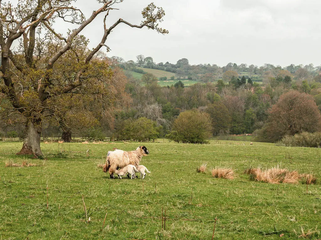 A sheep with two lamps feeding from it, in a large grass field. 