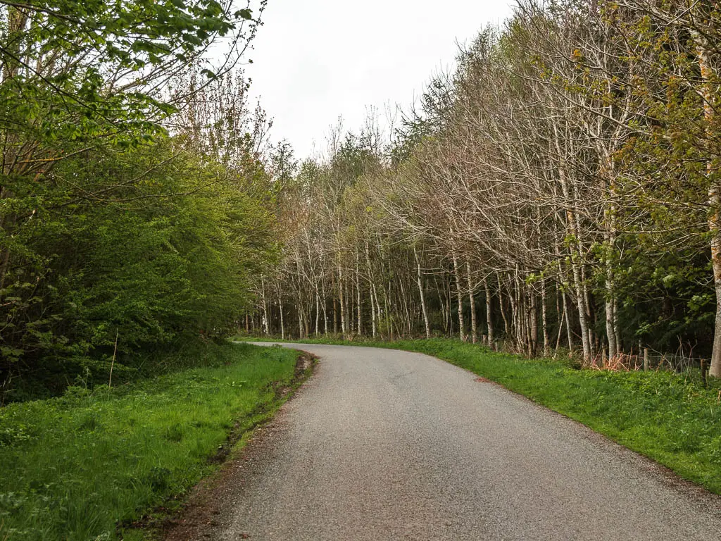 A road lined with bushy trees on the left and leafless trees on the right.