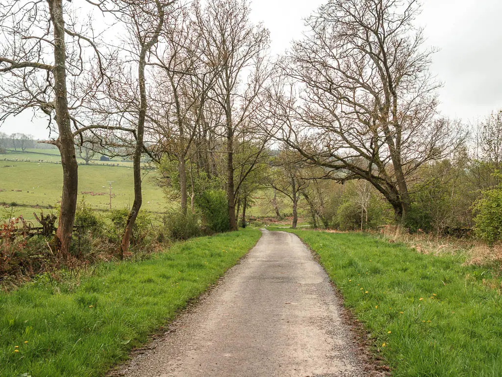 A side road leading straight ahead, lined with strips of grass and a few trees.