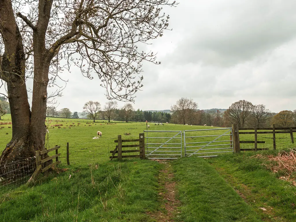 The grass trail leading to a metal gate with a large grass field on the other side.