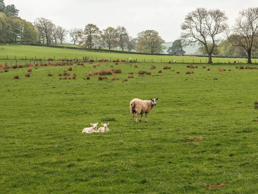 A sheep and two lambs sitting in a grass field, on the Druid's Temple circular walk.