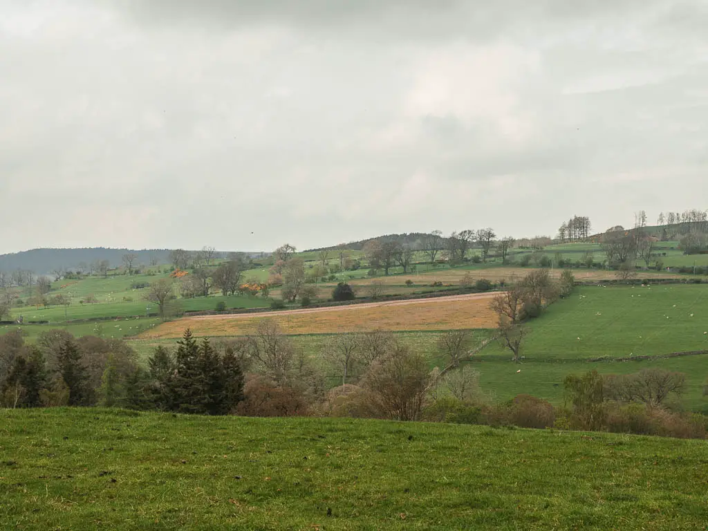 Looking across the grass field towards a hill of patchwork green grass fields.