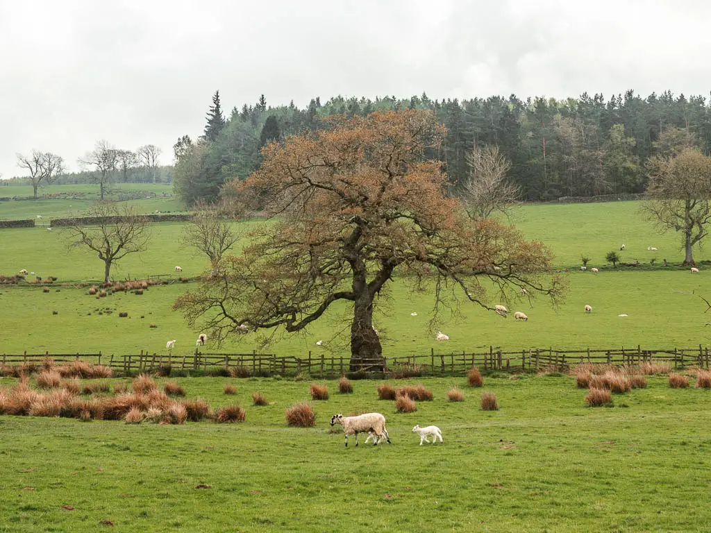 A large grass field with a sheep and lamps walking across it, on the walk to Druid's Temple. There is a wooden fence on the other side of the field and one large tree. 