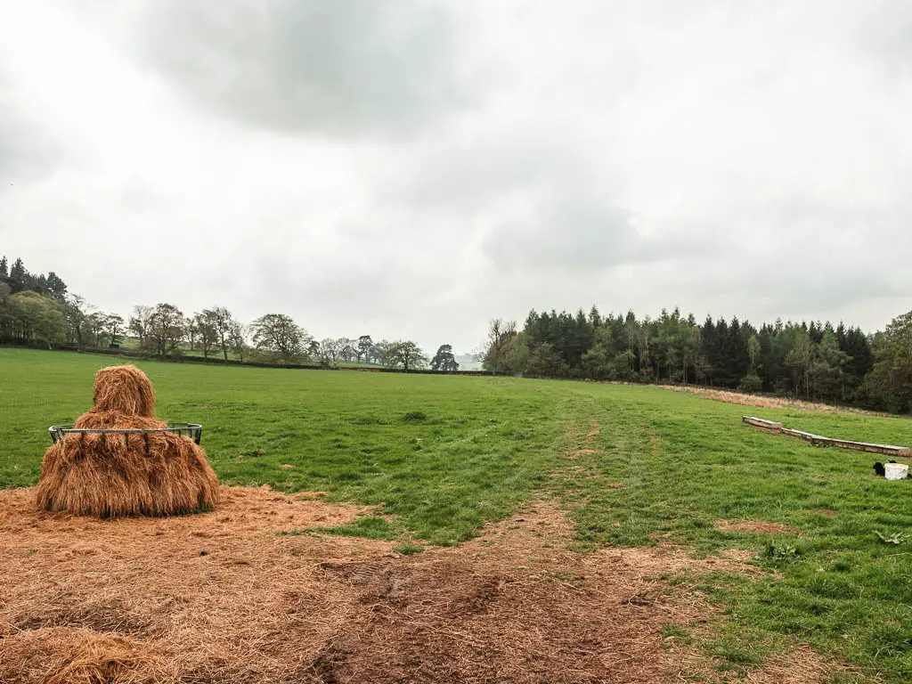 A large grass field with a hay feeding trough on the left.