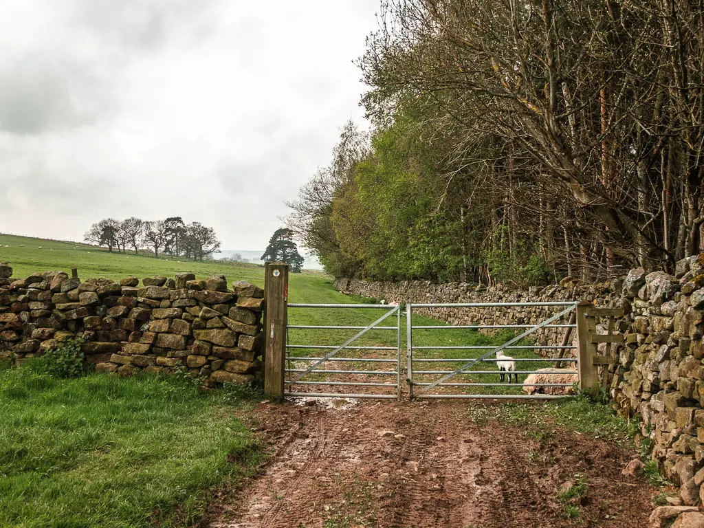 A muddy strip leading to a metal gate in the stone wall, and a field on the other side. There are a couple of sheep sitting on the other side of the fence.