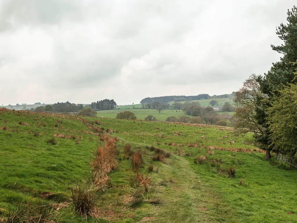 A large grass field with tufts of hay grass on the walk towards Druid's Temple.