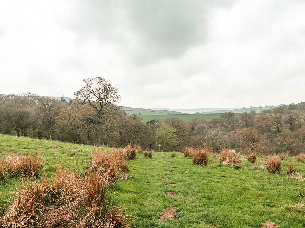 A grass field with turfs of hay grass, and woodland trees ahead.