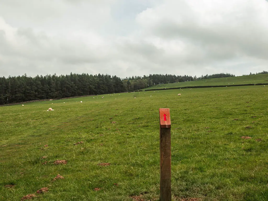 A wooden stump trail post with a red arrow pointing the way to walk to Druid's Temple ahead, across a very large grass field. There are trees lining the field on the other side in the distance. 