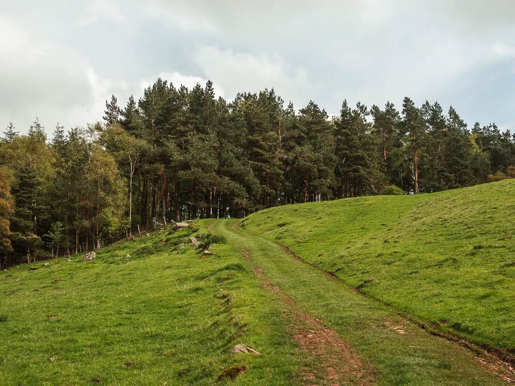 A grass trail in the field, leading towards woodland trees.