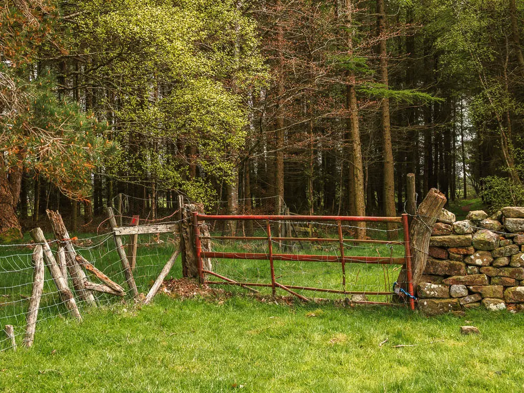 A red metal gate with a stone wall on the right and partly broken wire fence on the left, and woodland trees on the other side.