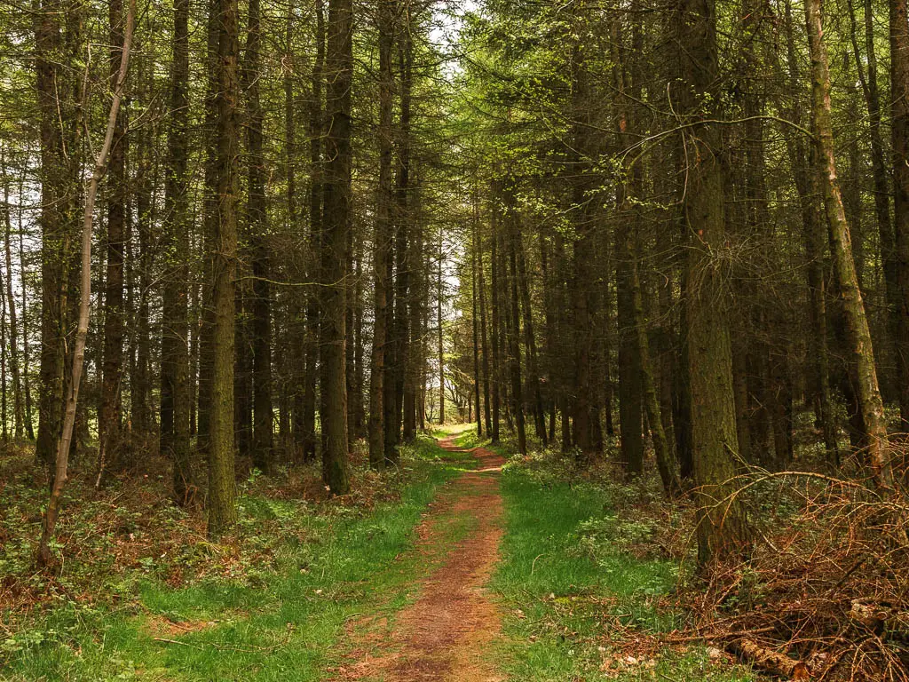 A long strip of dirt trial through the woods with tall trees, on the walk towards Druid's Temple.